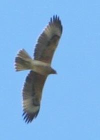 aquila minore